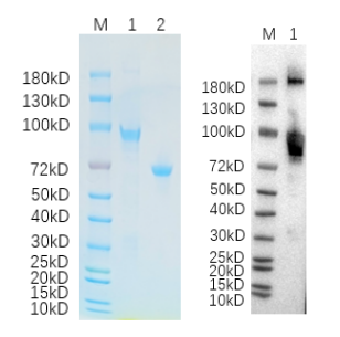 Reducing 4%-20% SDS-PAGE (CBB stained) and WB (Anti-His Mouse Monoclonal antibody) analysis profiles of purified DPP6.
1. DPP6: 1 μg
2. BSA: 1 μg
